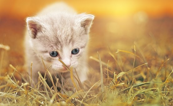 cat-1992140__340